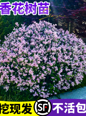 丁香花树苗四季花卉耐寒丛生地盆栽庭院室内外紫白色浓香欧洲花苗