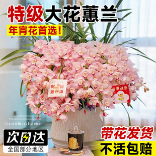 大花蕙兰兰花盆栽带花苞年宵花惠兰花剑过年客厅室内鲜花卉绿植物