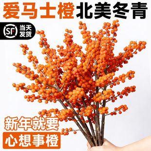 爱马仕橙冬青水培室内植物好养新年盆栽银柳真花鲜枝年宵花卉水养
