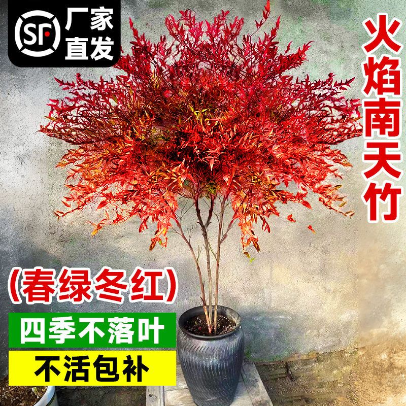 火焰南天竹盆栽树苗绿植室外庭院落地植物大颗兰天竹子苗盆景老桩