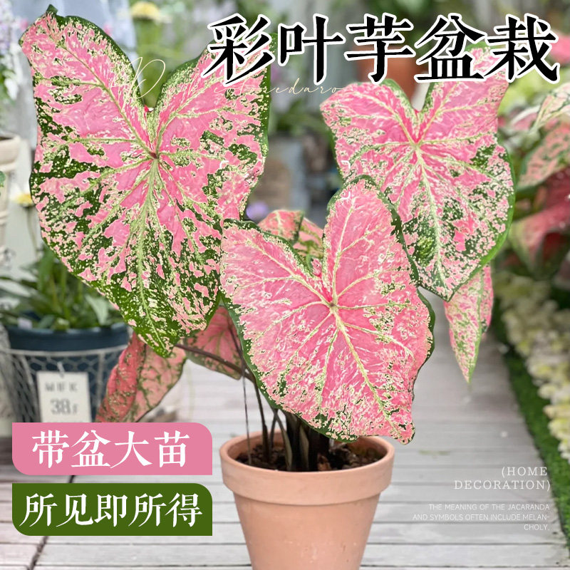 彩叶芋盆栽网红绿植花卉进口种球甜心粉色和声观叶植物室内好养活图片