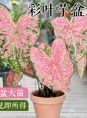彩叶芋盆栽网红绿植花卉进口种球甜心粉色和声观叶植物室内好养活