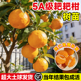 耙耙柑树苗正宗四川春见粑粑柑果树丑橘沃柑橘子树果苗南北方种植