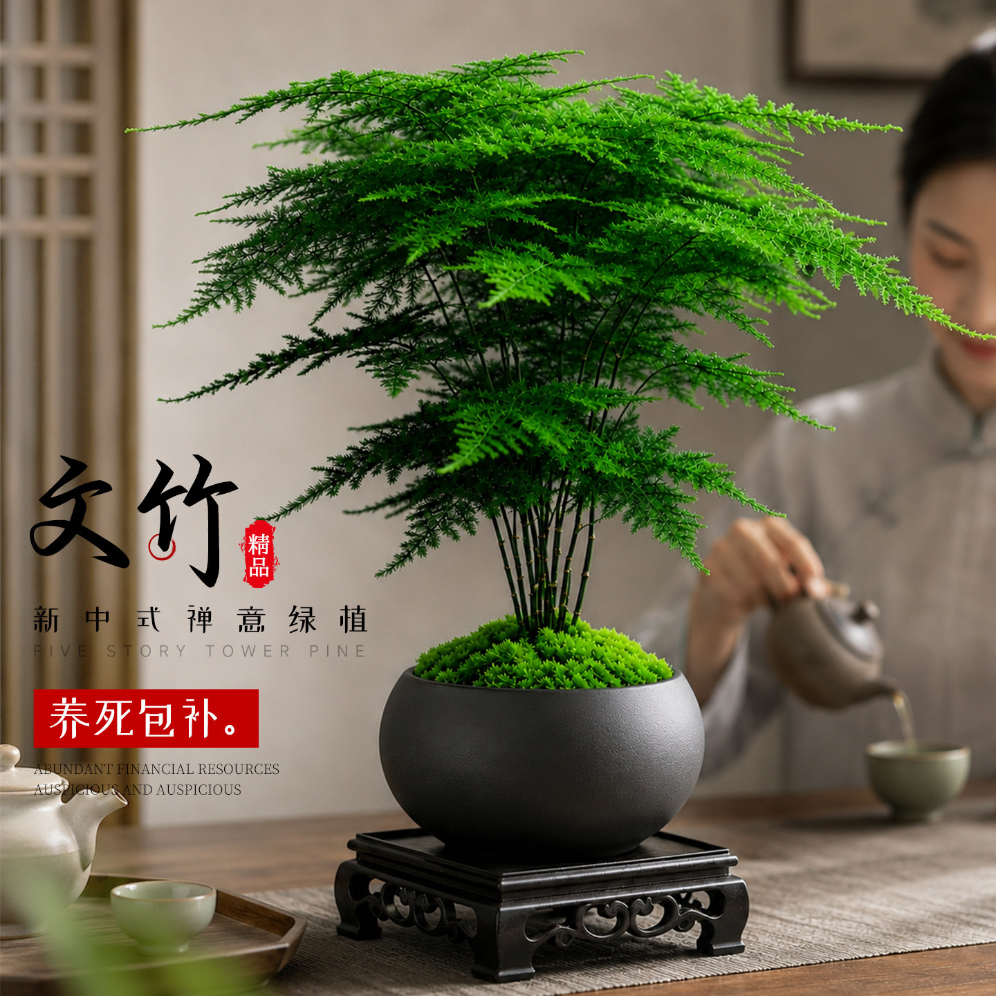 【不活包赔】6A特级禅意文竹盆栽图片