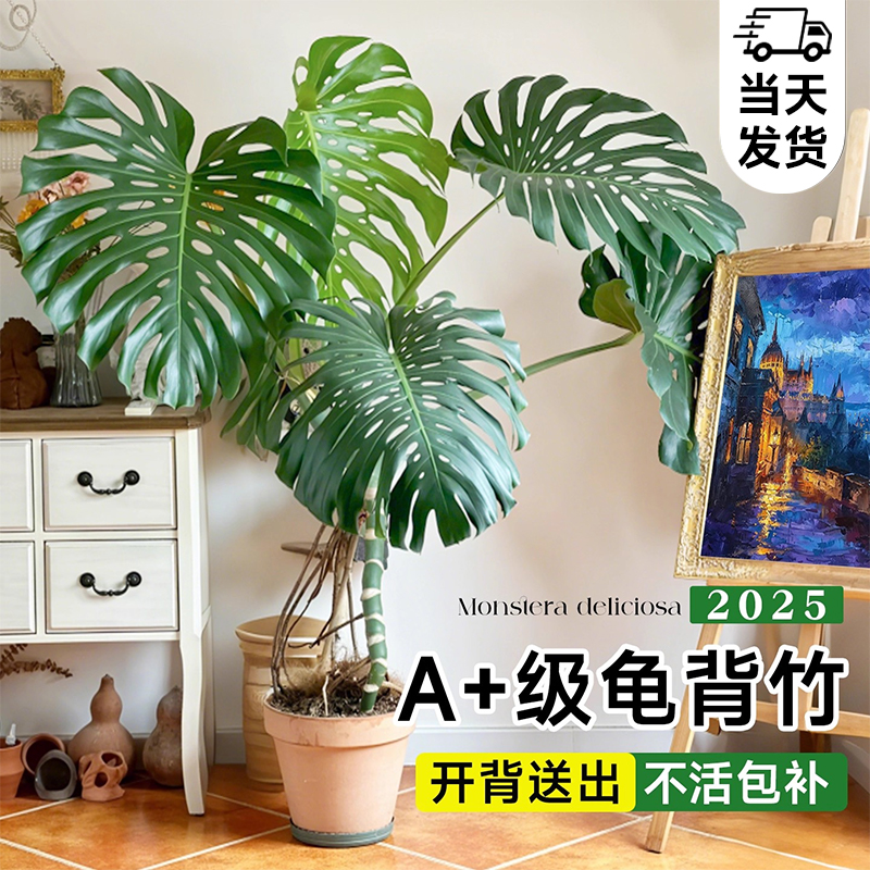 龟背竹大盆栽老桩大叶室内绿植