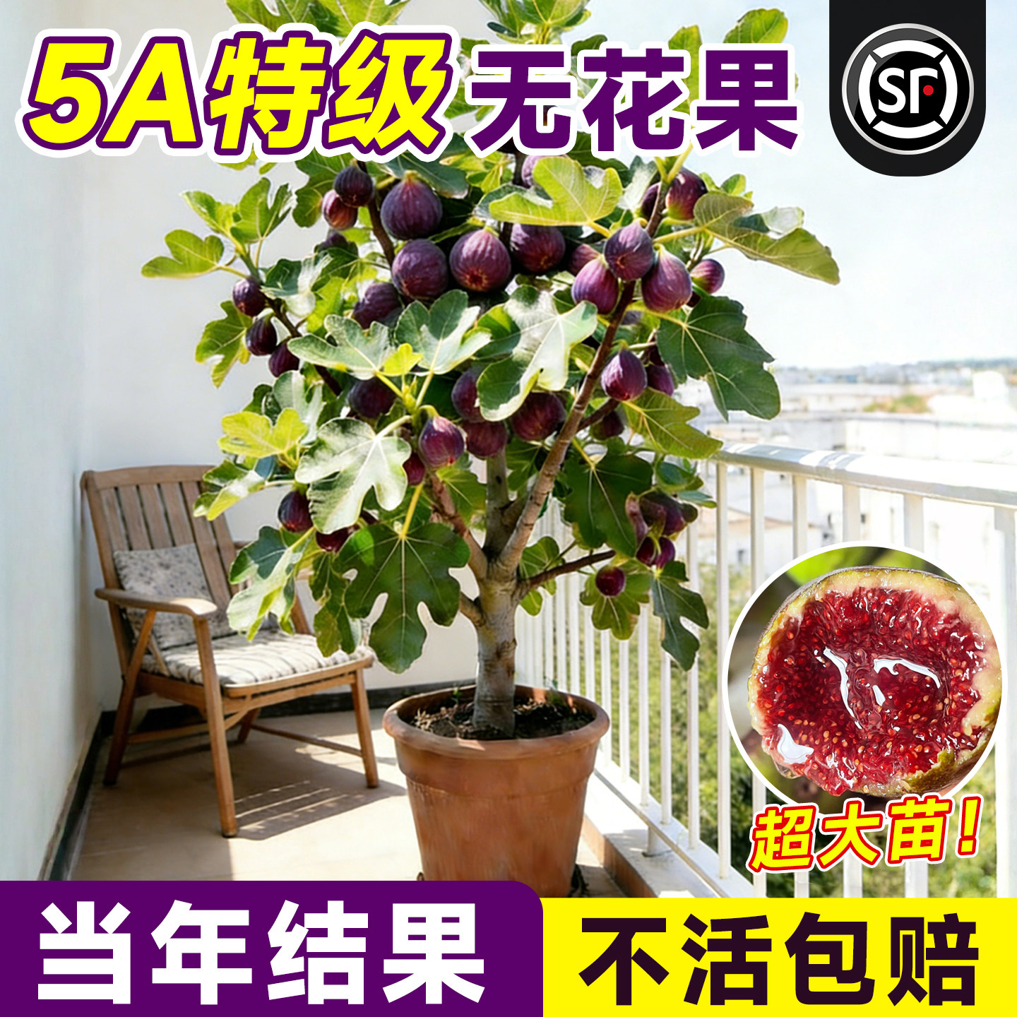 【5A特级】无花果树苗包成活结果图片