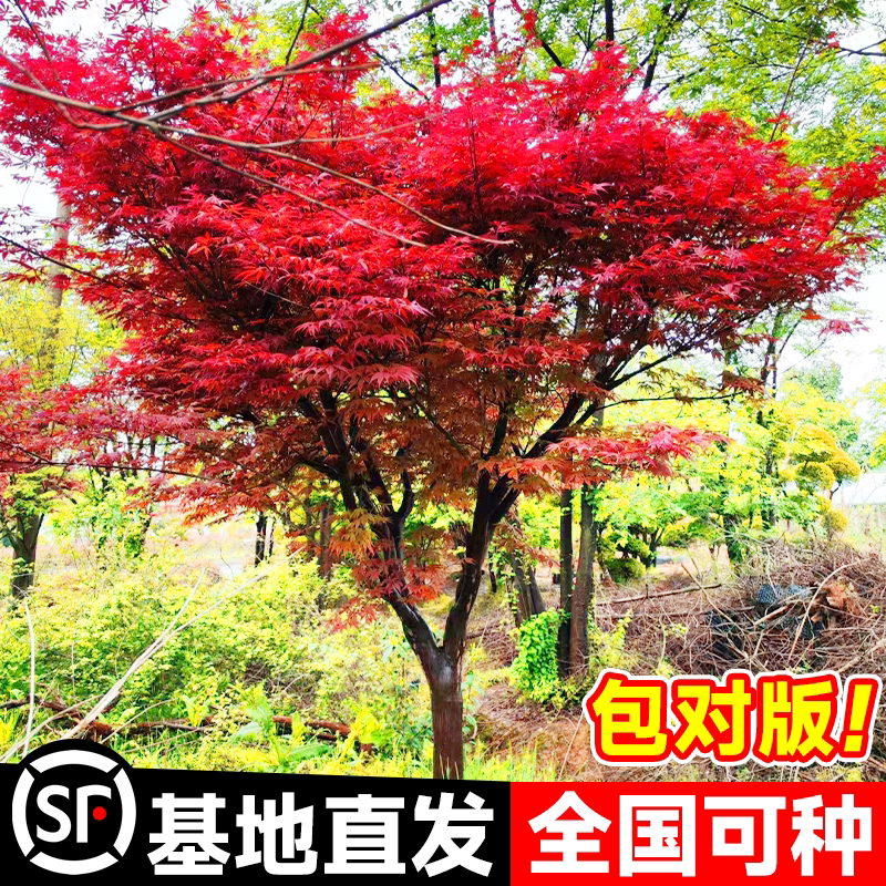 红枫树苗日本四季红舞姬图片
