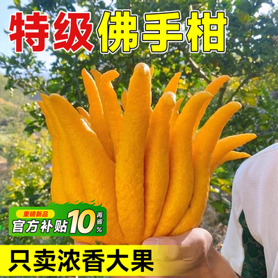 【现摘现发】特级大果佛手柑