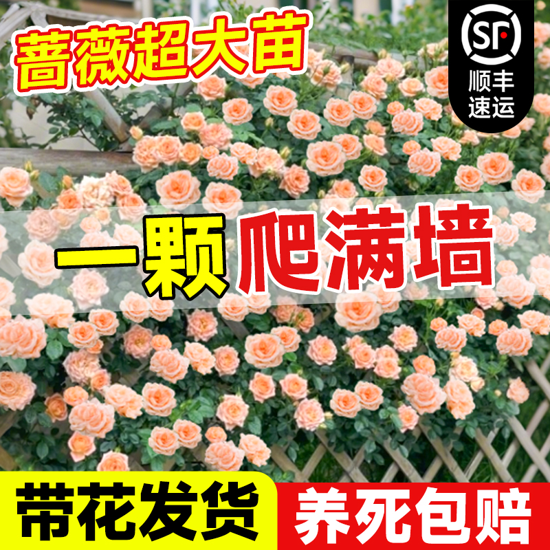 蔷薇爬藤一米六特大花苗