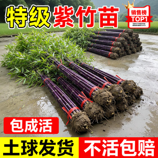 紫竹苗矮化竹子苗观赏绿植紫竹老根庭院室外耐寒热盆栽紫气东来竹