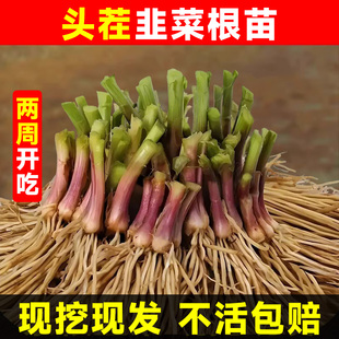 头茬韭菜根苗紫根四季带土现挖批发新大宽小叶香红根阳台种籽种子