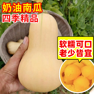 奶油南瓜种籽阿根廷贝贝南瓜种孑甜糯板栗密本四季菜种籽蔬菜种子