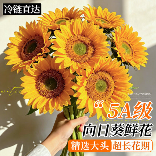 向日葵鲜花大花花期超长基地直发