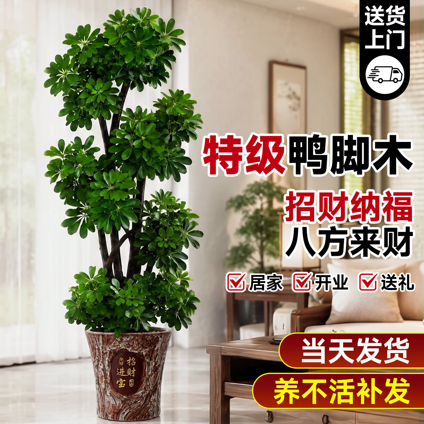 八方来财招财纳福造型特级鸭脚木图片