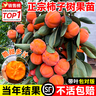 柿子树果苗庭院地栽果树嫁接矮化大盆栽南北方四季种植当年结果脆