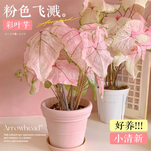 彩叶芋粉色飞溅小清新好养活热植