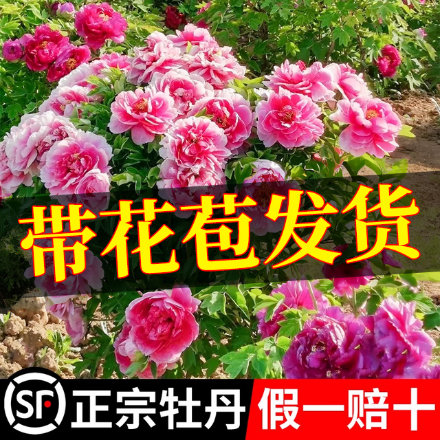 牡丹花苗正宗山东菏泽洛阳芍药牧丹大苗室外盆栽重瓣观赏树苗花卉-封面