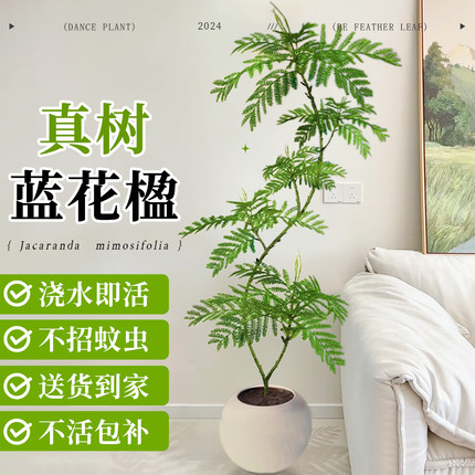 蓝花楹绿植室内大型盆栽办公室高级感植物客厅落地式真花四季好养