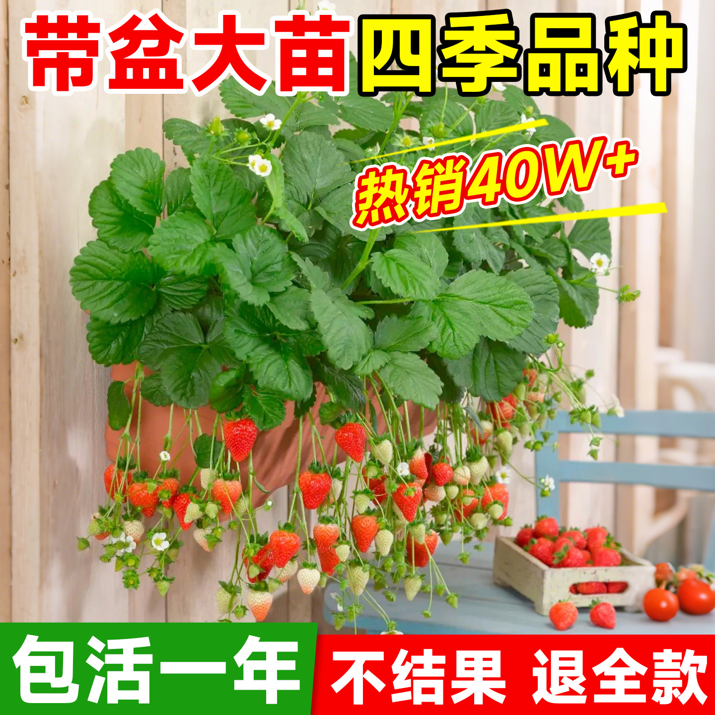 【特级草莓苗】包成活对版纸结果
