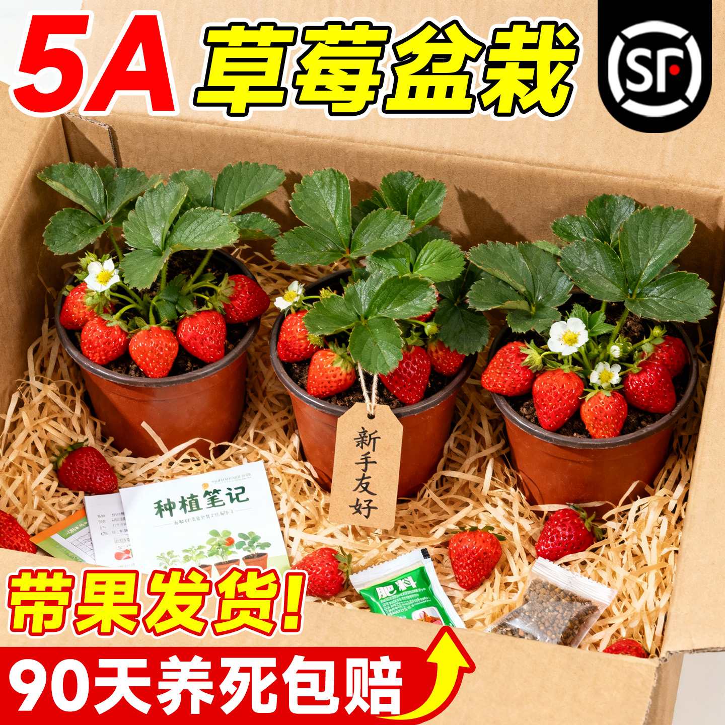 5A级带果草莓盆栽收到开吃