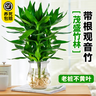 观音竹富贵竹水培植物带根花卉绿植绿萝室内盆栽转运竹子水养好养