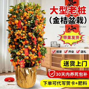 四季带果金桔树盆栽客厅室内大型植物年桔绿植新年旺宅树好养橘子