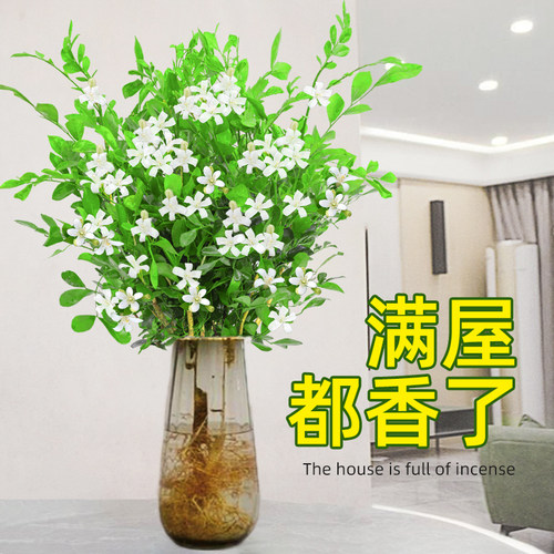 九里香水培桌面好养活驱蚊