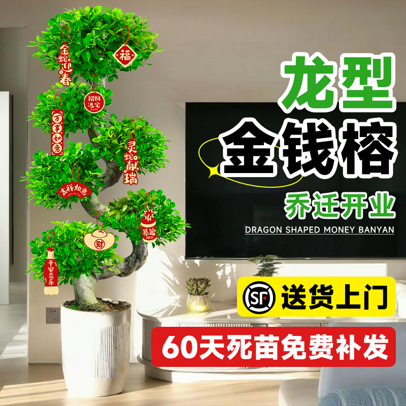 高档龙型金钱榕大盆栽不对版包赔