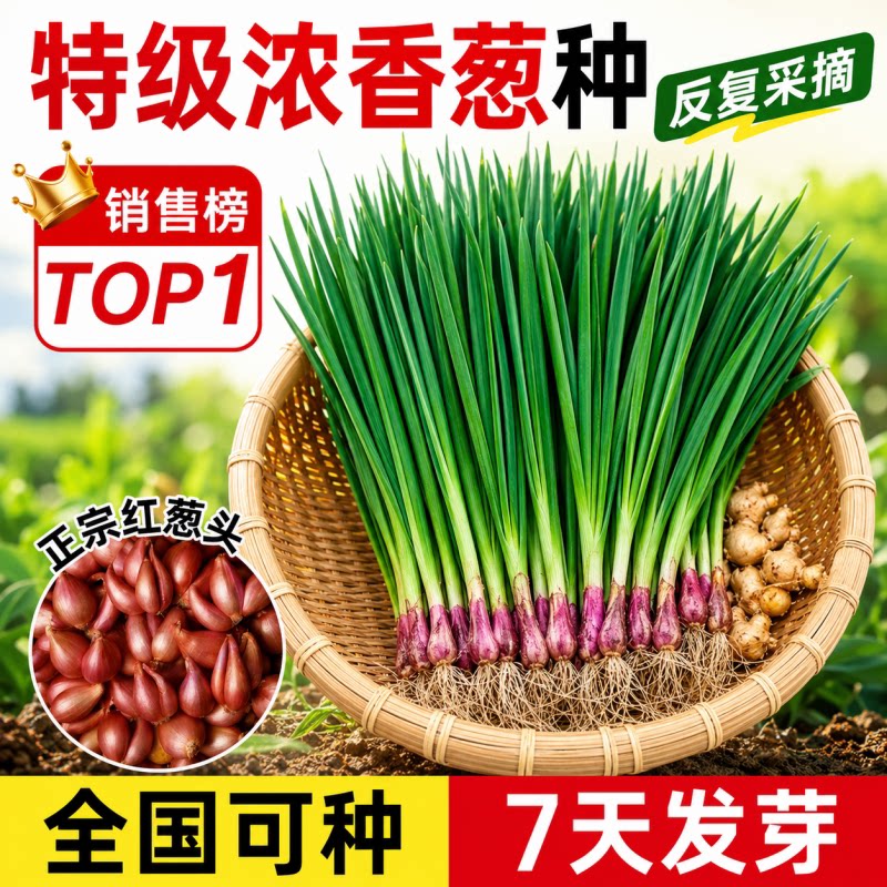 【全国可种7天发芽】特级葱种头图片