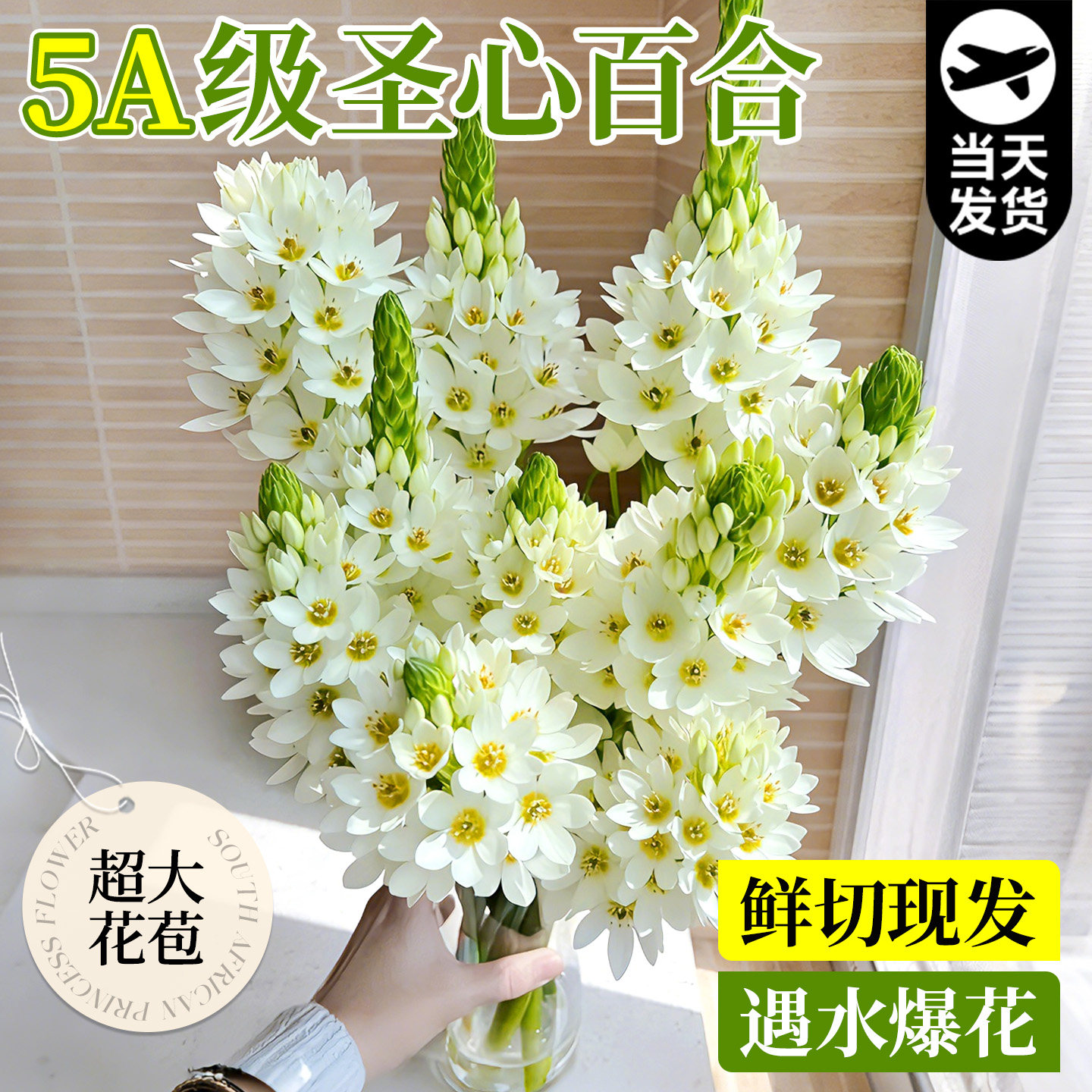 圣心百合鲜花水培带超大花苞雀梅鲜切花家用插花花卉阳台绿植真花