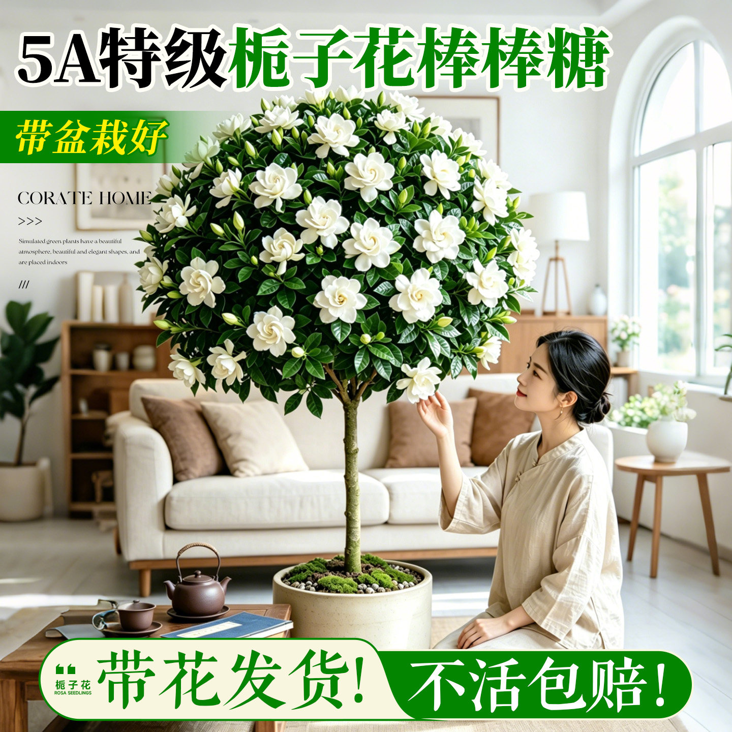 5A栀子花棒棒糖盆栽带花不活包补图片