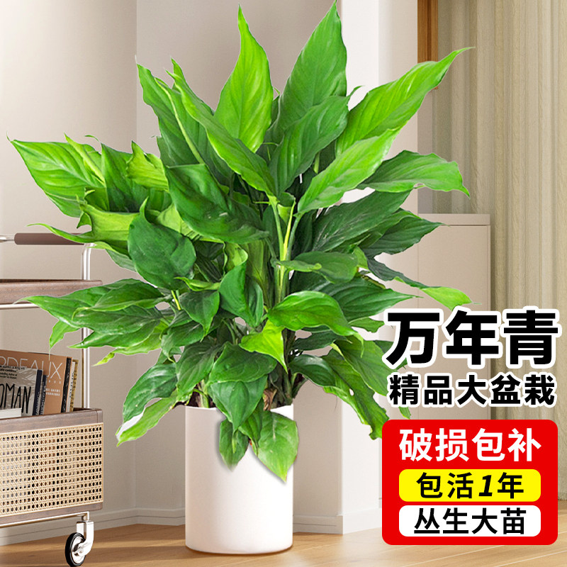 万年青绿植客厅大盆栽室内办公室落地植物绿萝柱广东好养四季常青