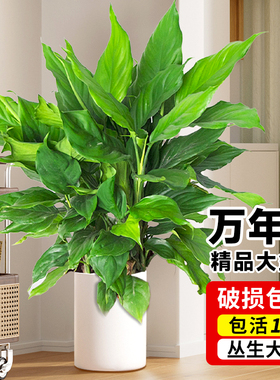 万年青绿植客厅大盆栽室内办公室落地植物绿萝柱广东好养四季常青