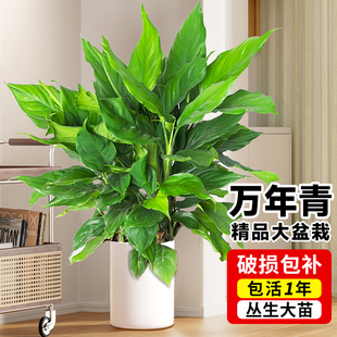 万年青绿植客厅大盆栽室内办公室落地植物绿萝柱广东好养四季 常青
