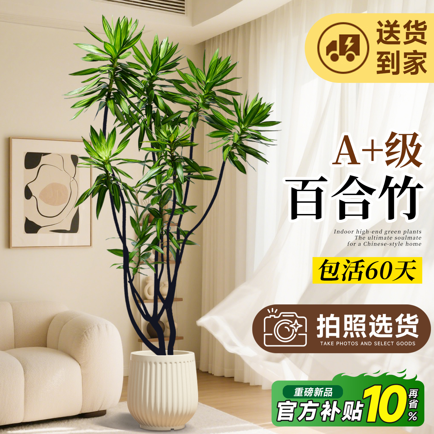 「拍照选货」A+级百合竹包活60天