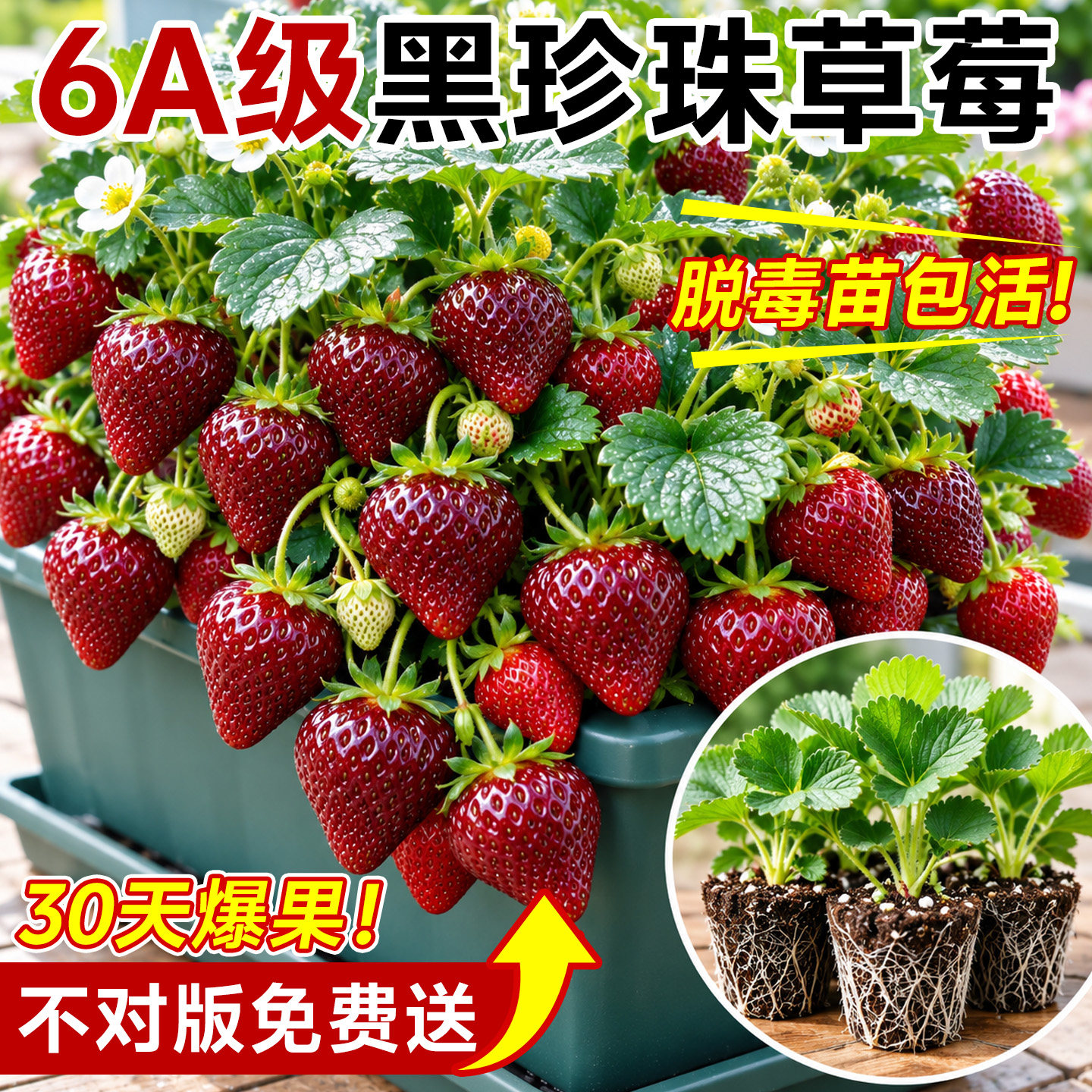 优质精品草莓苗秧脱毒穴盘苗黑珍珠玄玉奶油高产四季结果成活率高