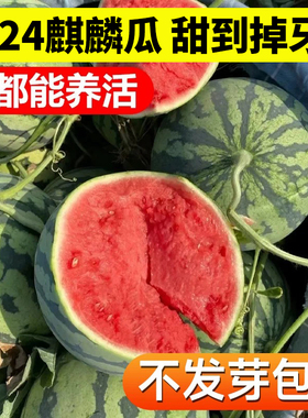冰糖麒麟西瓜种籽南方无籽高产大西瓜四季西瓜苗秧8424甜瓜种苗子