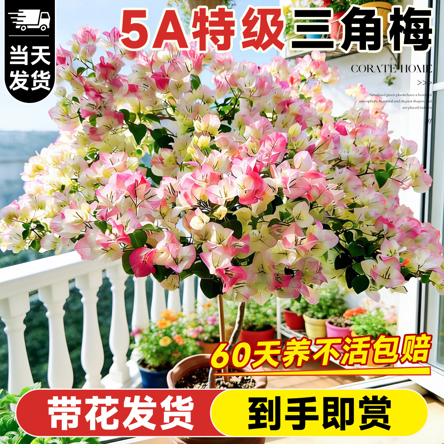 三角梅盆栽绿植花卉重瓣绿樱漳红樱带花老桩树苗室内阳台爬藤植物