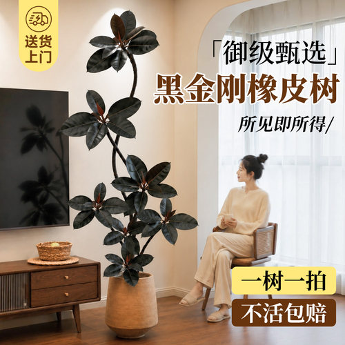 【6A级黑金刚】拍照选货不活包赔