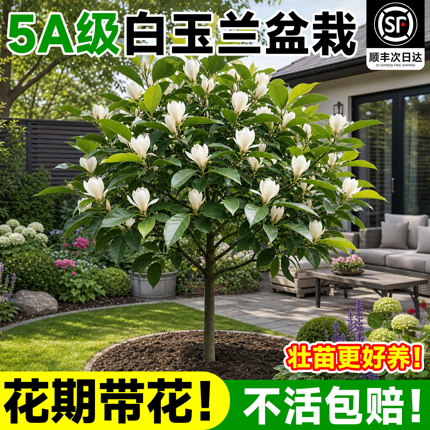 白兰花玉兰花大树苗带花苞老桩盆栽紫黄角黄果兰浓香花卉绿植植物