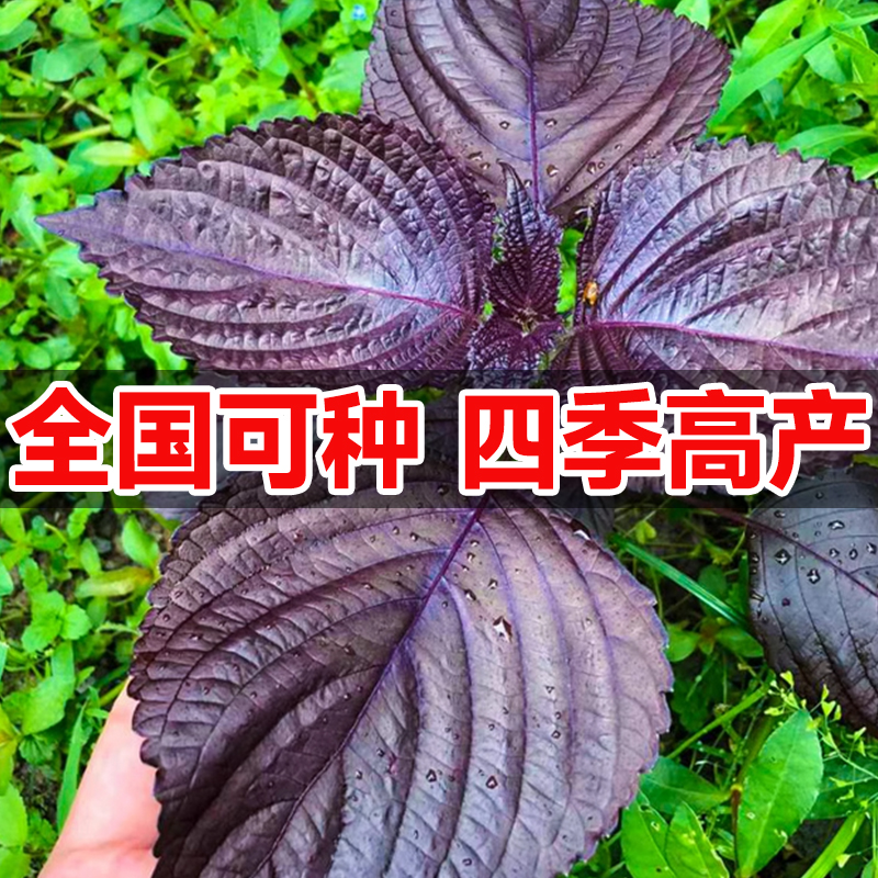 紫苏子种籽大叶紫苏种子孑可食用紫苏苗盆栽春季蔬菜籽种大全四季