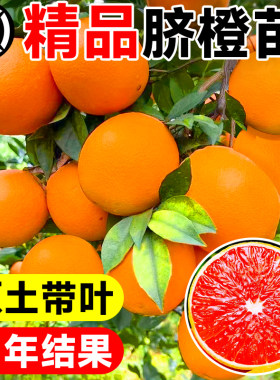 赣南红肉脐橙精品嫁接大苗