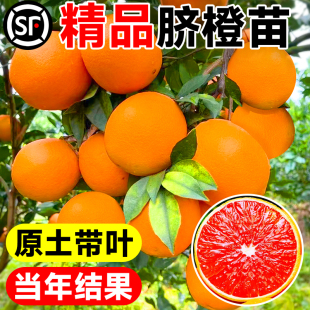 赣南脐橙树苗橙子树果树果苗南方种植庭院嫁接红肉血橙水果树盆栽