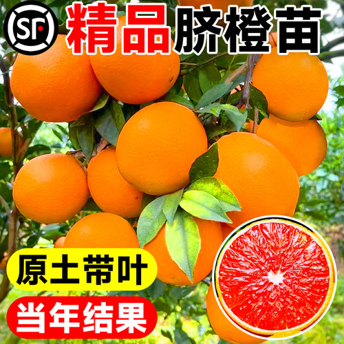 赣南红肉脐橙精品嫁接大苗