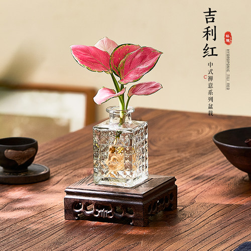 吉利红水培植物如意吉祥适合懒人