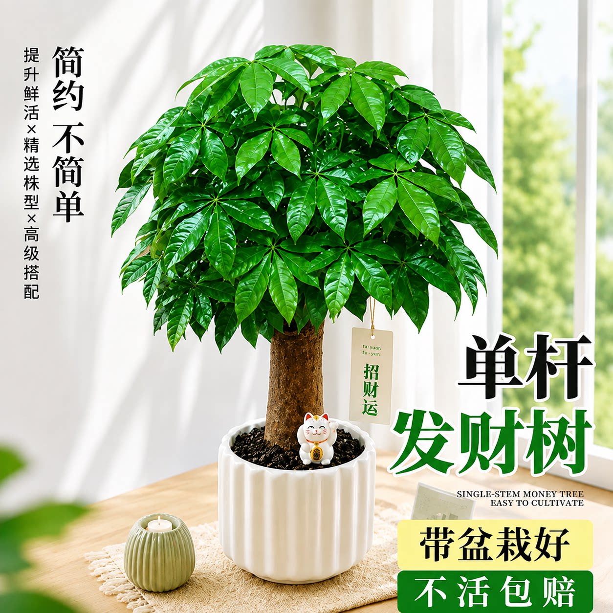 发财树小盆栽绿植办公室懒人好养图片