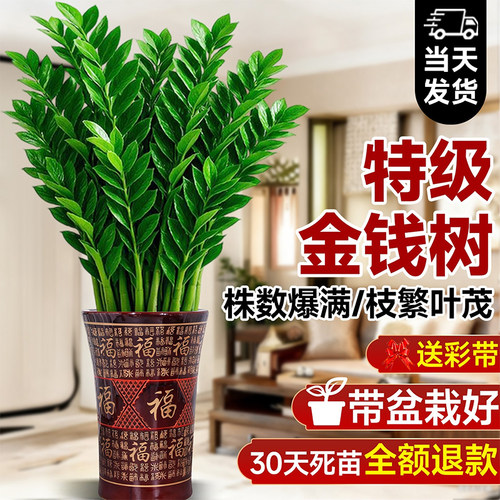 【特级品质】加粗加壮品相金钱树