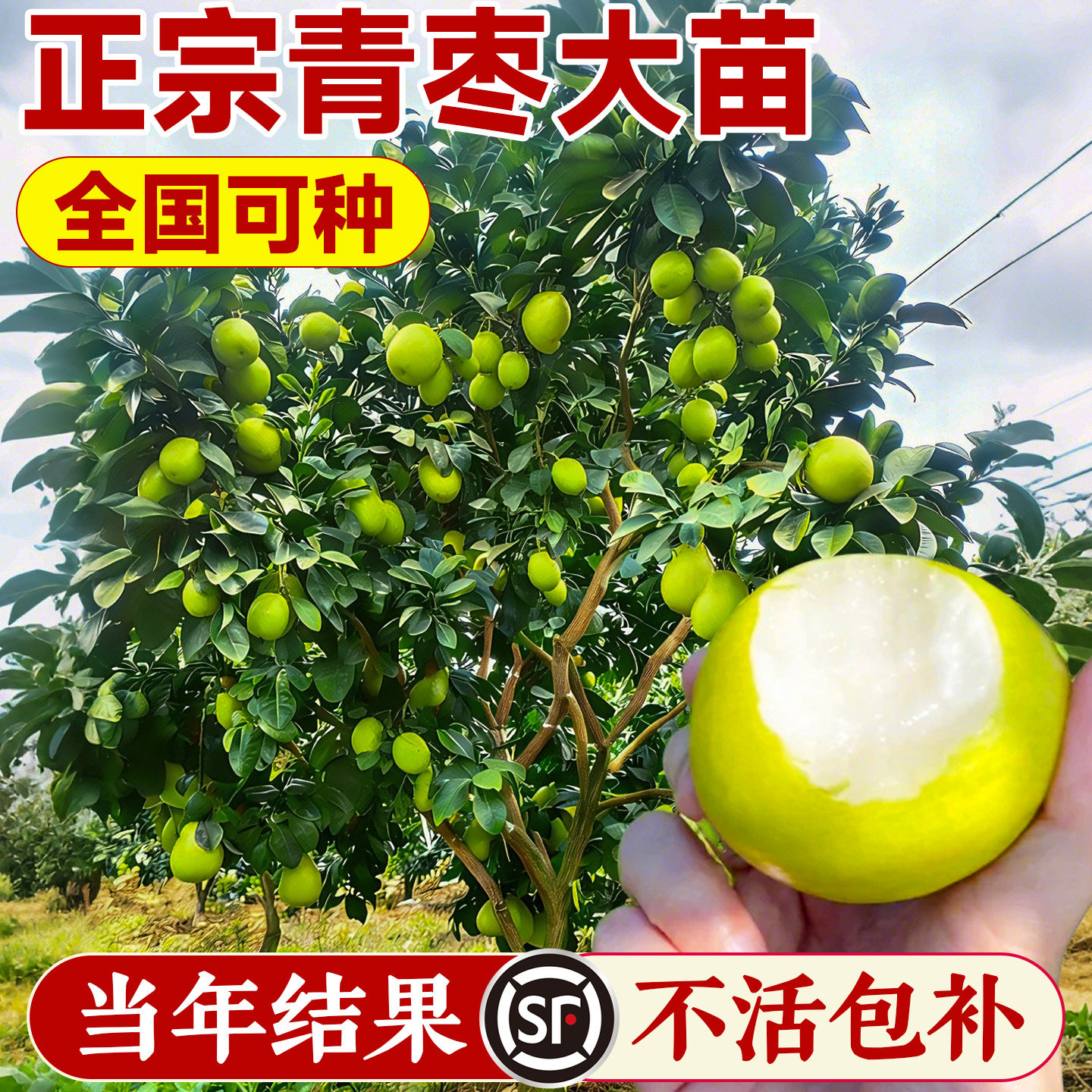 枣树活苗大枣超甜特大号带土球南北方沾化冬枣大树庭院矮化嫁接苗