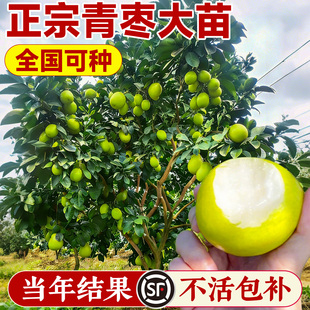 枣树活苗大枣超甜特大号带土球南北方沾化冬枣大树庭院矮化嫁接苗