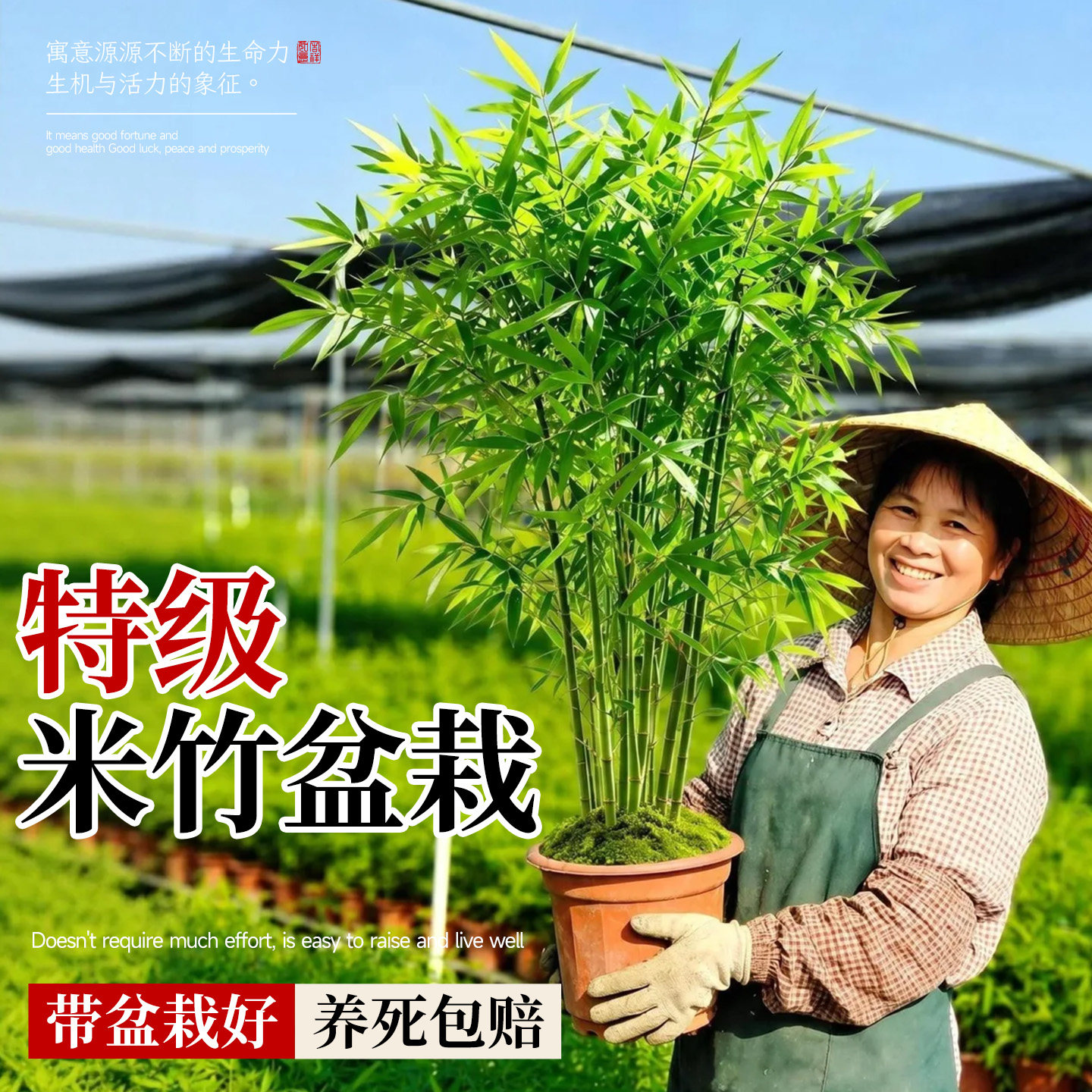 米竹竹子盆栽室内凤尾竹观音竹办公室客厅大绿植茶桌盆景四季植物